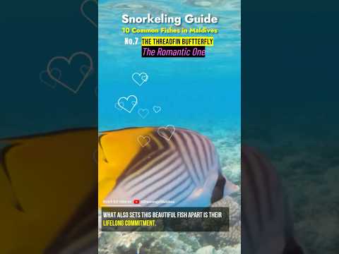 🐠🤿 The Threadfin Butterflyfish 💕 Snorkeling with the Most Romantic Fish in Maldives