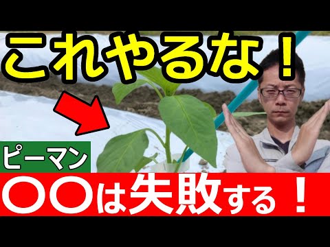 【初心者向け】小学生でも分かるピーマンの育て方！畑へ植える方法！