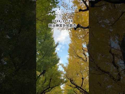明治神宮外苑銀杏。2024/11/18拍攝🎬 #明治神宮外苑 #明治神宮外苑銀杏 #銀杏 #銀杏並木 #東京銀杏 #東京自由行 #東京銀杏2024