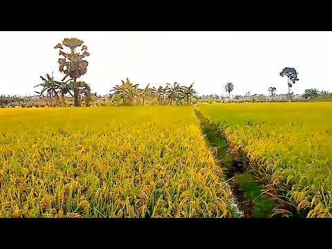 অনেক কষ্ট করে ভিডিও বানায় আর তোমরা লাইক দেও না কেন ভাই আমি কি ভিডিও বানাতে পারি না 😭😭😭