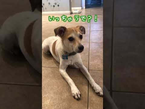 【#SHORTS】待てが苦手な犬が最後はおねだり。An Impatient Dog Trying His Best To Be Patient by Being Cute