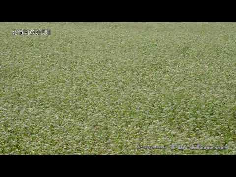 8K 北竜町のそば畑 Buckwheat field in Hokuryu-cho