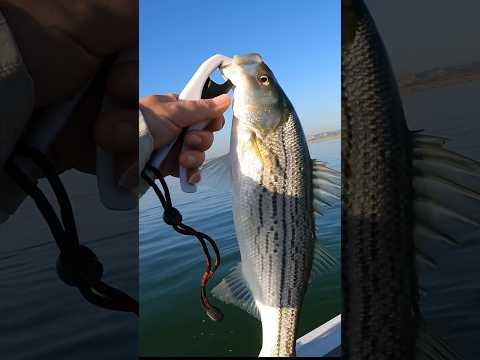 Topwater Striper Blowups on the BFS  Reel! #stripecastaiclakedbass #topwater #bfs #shorts #fishing