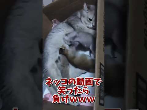 ネッコの動画で笑ったら寝ろｗｗｗ　#2ch #2ch動物スレ #2ch面白いスレ #動物 #犬 #猫 #癒やし #ねこ #2chほのぼの #ネコ