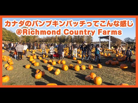 カナダのパンプキンパッチってこんな感じ  Richmond Country Farms  Pumpkin Patch