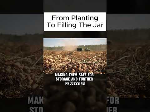 How Peanut Butter is Made - From Planting to Processing