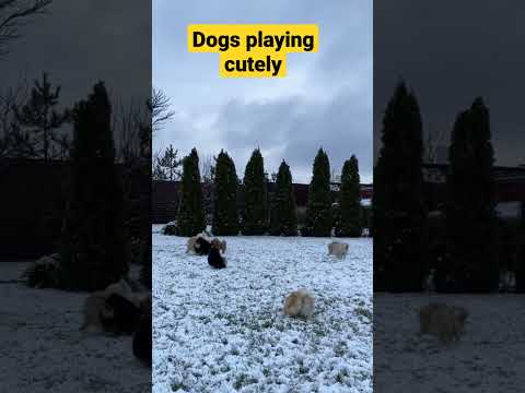 Dogs playing in snow / dog short videos #shorts #dog #snow #puppy