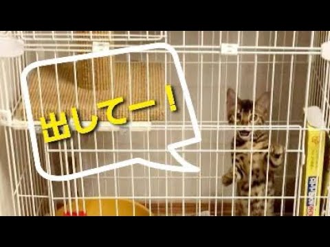 ここから出せとずっと叫んでくるベンガルの子猫