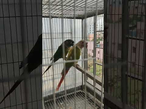 আমার ঝঘরাইটা পাখি #video #birds #shortvideos #comedy #shorts #short