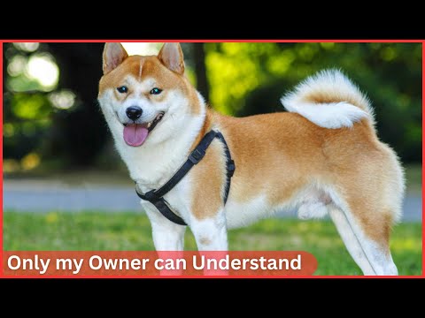 7 Things Only Shiba Inu Dog Owners Understand