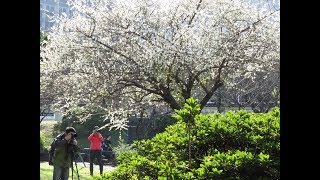 臺北市國父史蹟館(逸仙公園)賞梅 4K