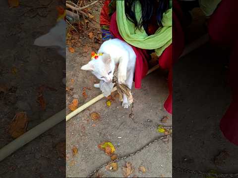 Poor kitten stuck in rope rescued by kind people #cat #cutekittten #cuteanimal #rescue #shorts