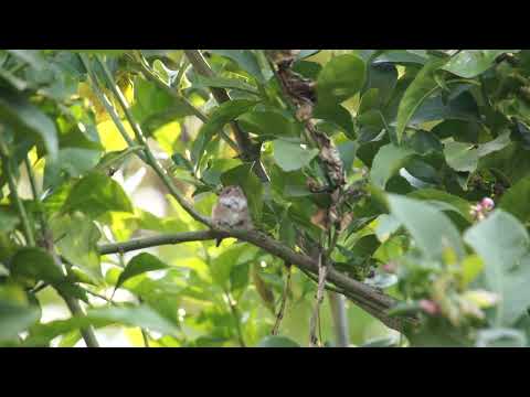 Hummingbird Mother Flora feeding the Newly Fledged Peanut(1/2)