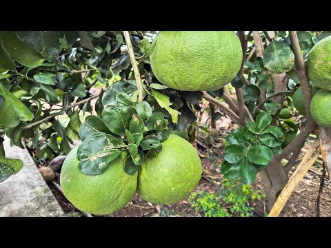 பம்பளிமாஸ் பழம் | pomelo fruit | Grape fruit | Bumblimas | Fruit Cutting | Healthy Cooking Channel