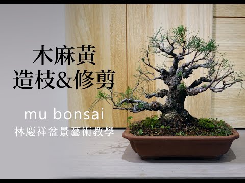 冬春∣木麻黃造枝與修剪 ◤林慶祥盆景藝術教學◢ Bonsai in Taiwan