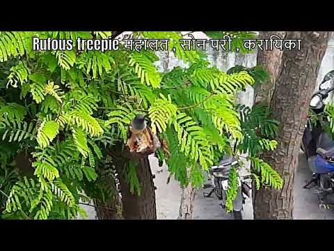 रूफस ट्रीपी Rufous treepie महालत करायिका सोन परी