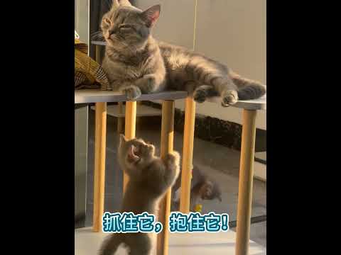 好奇怪的柱子呀。What a strange pillar.#cat #catcute #小猫咪 #cuteecats #cute #猫猫 #貓咪