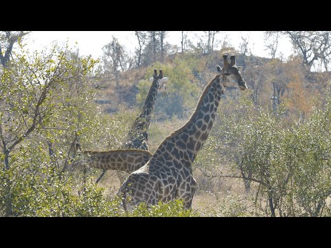 MoAfrika Kruger Kruger National Park Promo