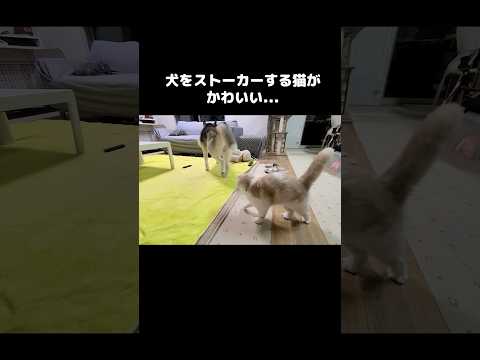 犬をストーカーする猫がこの後...#shots