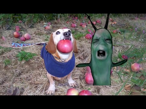 Dog with Apple in Mouth | Apple Dog AI Memes Compilation 2