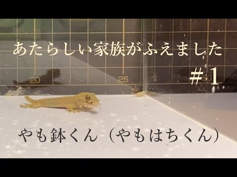 やも鉢くん＃1　ー新しい家族がふえましたー