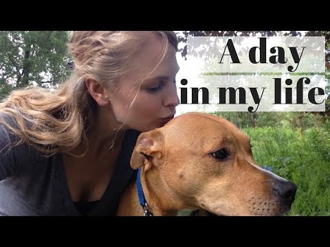 A Day in the Life of a DOG WALKER