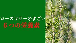 ローズマリーのすごい６つの栄養素