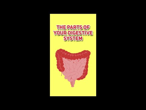 Digestive System Anatomy - How It Works in 14 Seconds!