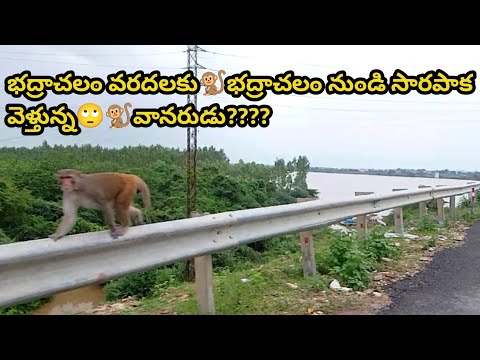 భద్రాచలం వరదలకు🐒భద్రాచలం నుండి సారపాక వెళ్తున్న🐒వానరుడు👉??