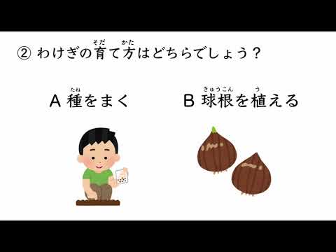 「ひろしま給食_わけぎ」分割バージョン２：生産