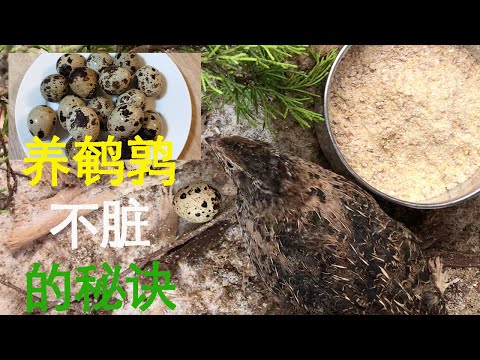 养鹌鹑下蛋｜不脏的秘诀