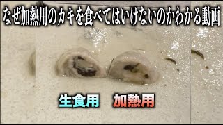 なぜ加熱用のカキをそのまま食べてはいけないのか10秒でわかる動画　#shorts