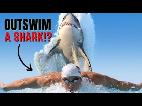 Faster than a GREAT WHITE SHARK with a JETPACK? 🇬🇧🦈