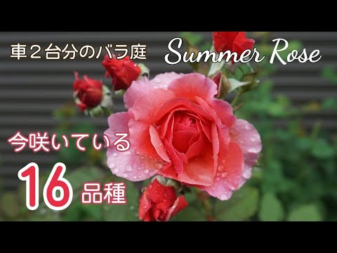 【2番花】頑張って咲く16品種🌹【車２台分のバラ庭】