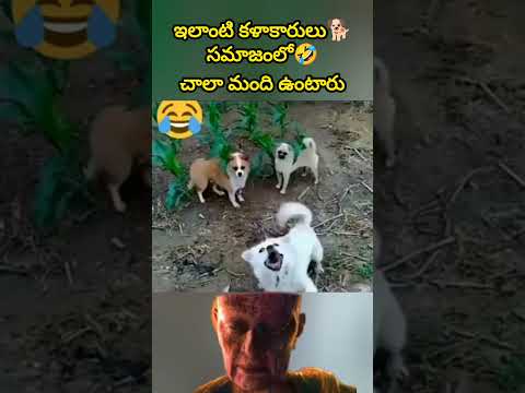 ఇలాంటి కళాకారులు🐕సమాజంలో 🤣చాలా మంది ఉంటారు #shorts #funnydog