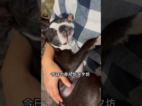 #ボストンテリア #bostonterrier #犬 #dog #doglife #dogshorts