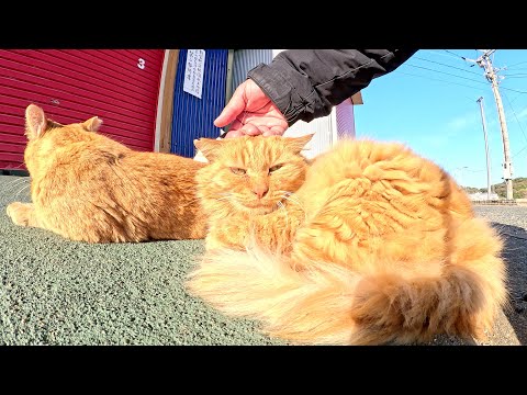 Three cats relaxing and touching humans in front of a warehouse