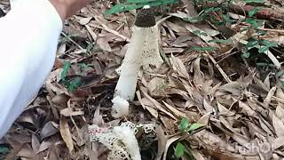 森の妖精 キヌガサタケ 衣笠茸 Phallus indusiatus Vent.　スッポンタケ目スッポンタケ科スッポンタケ属 植物観察　 Mushroom observation in Japan