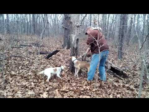 Dry Creek Hunting Dogs 12- 21 22- 2016