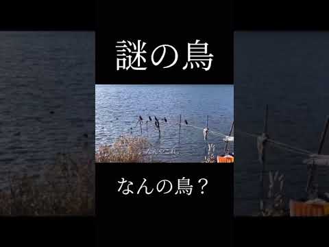 沖島に住む奇鳥【なんの鳥かコメントで教えて】（本編も見てね^_^） #廃墟探索 #沖島   #琵琶湖