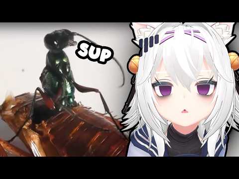 Creepy Crawlers: Filian Reacts to the Scariest Parasitoid Wasps!