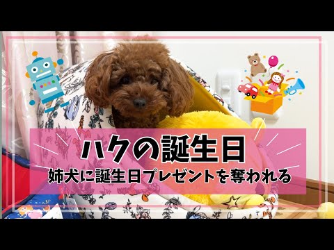 【ハクの誕生日】姉犬に誕生日プレゼントを奪われる！