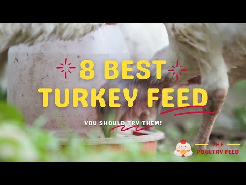 8 Best Turkey Feed in 2021 - The Poultry Feed