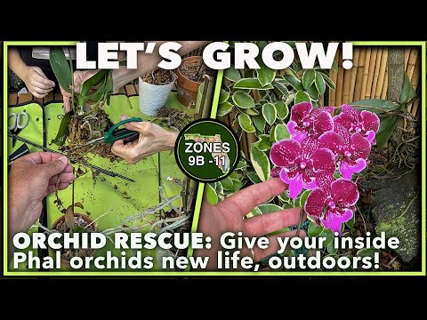 REVIVE YOUR PHALAENOPSIS ORCHIDS (or any orchid) OUTSIDE: An Expert guide step-by step!