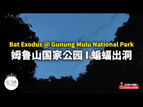 Bat Exodus @ Gunung Mulu National Park 穆鲁国家公园难得一见的蝙蝠出洞，好壮观啊！