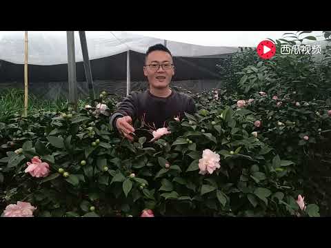 冬季种植（茶花）特别要注意这一点 学会后你的茶花也是特别漂亮