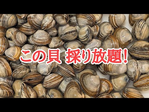 【北海道】厚真町の海岸に大量のホッキ貝漂着！採りに行くことにした😆