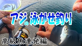 【泳がせ釣り】現地調達したアジをエサにしたら異なる高級魚が連発しましたぜ？〈2024年11月上旬〉