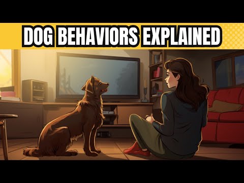 The Meaning Behind 30 Strangest Dog Behaviors