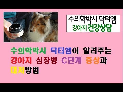 수의학박사 닥터엠이 알려주는 강아지 심장병 C 단계 증상과 치료 및 대처방법